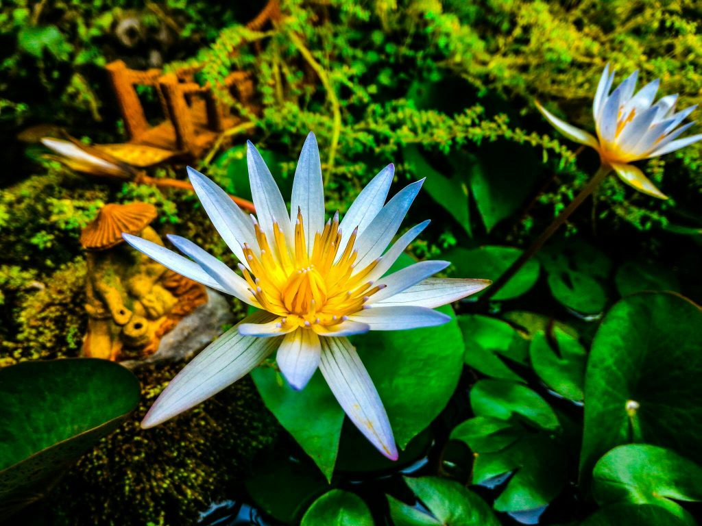 Close-up of a vivid white water lily blooming in a serene garden pond surrounded by lush greenery.