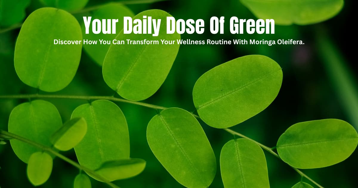 Moringa Olefeira Leaves